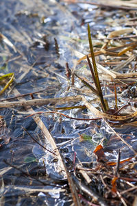 High angle view of dry leaves on field
