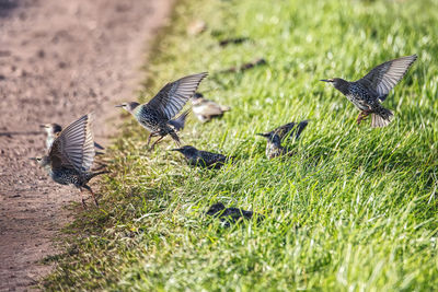 Group of starlings on the field