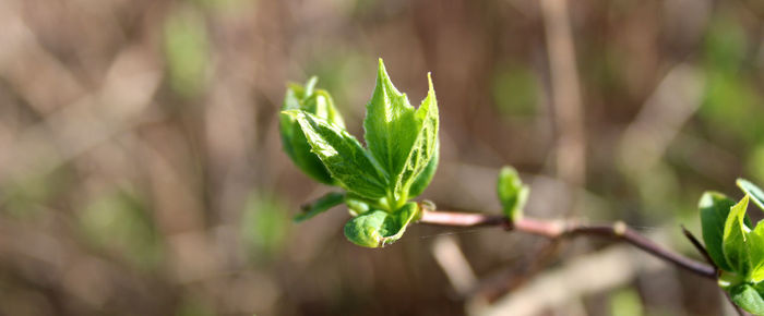 Spring green leaves on branch
