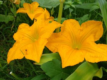 Close-up of yellow flowering plant