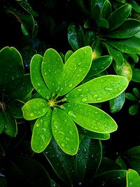 Close-up of water drops on leaf