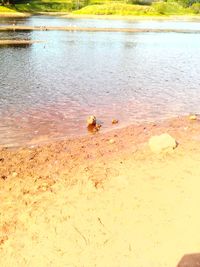 View of crab on beach