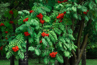 Bunches of ripe mountain ash berries on branches with green leaves, rowan trees in autumn