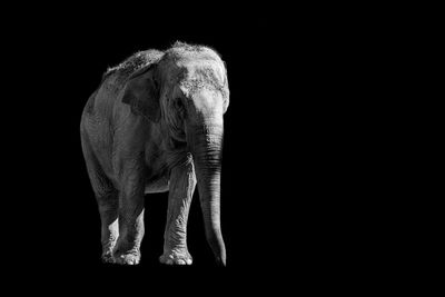 Close-up of elephant over black background