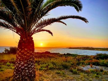 Palm tree by sea against sky during sunset