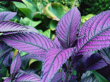 Close-up of purple leaves on plant