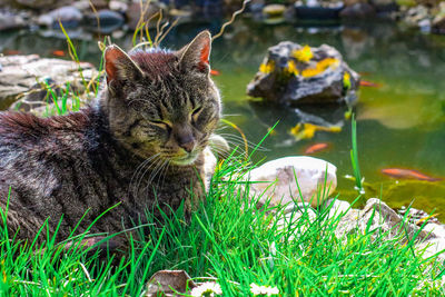 View of a cat on field