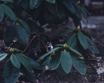 Close-up of butterfly on plant