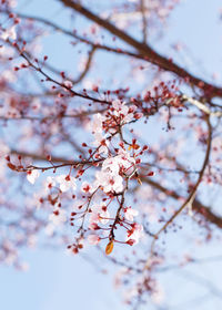 Low angle view of cherry blossom tree