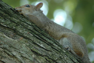 Close-up of squirrel on tree trunk