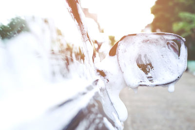 Close-up of frozen plant