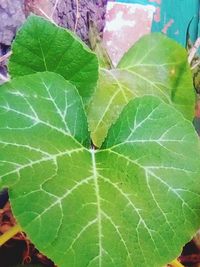 Close-up of green leaves