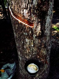 Close-up of snake on tree trunk