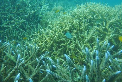 Close-up of fish swimming in sea