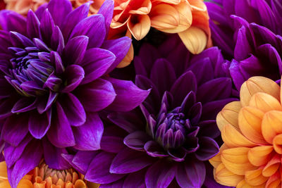 Close-up of purple flowers