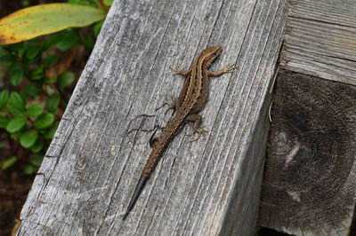 Close-up of lizard on wood