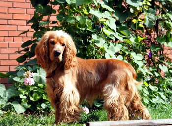 Portrait of dog