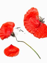 Close-up of red leaf against white background