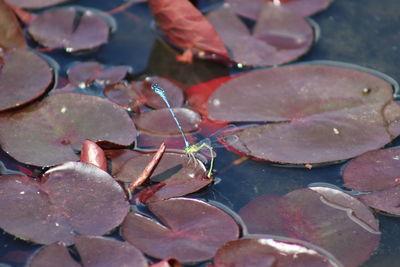 High angle view of leaves floating on pond