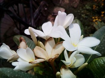 Close-up of white flower