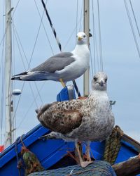 Seagulls perching on boat against sky