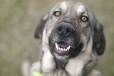 Close-up portrait of dog