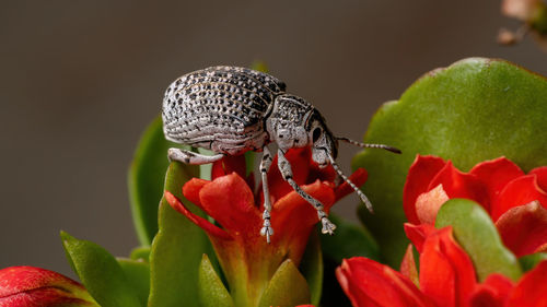 Close-up of butterfly pollinating on flower