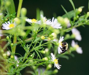 Close-up of bee pollinating on flower