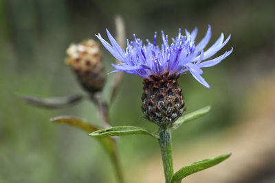 Close-up of purple flowering plant