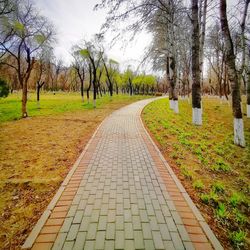 Footpath amidst trees in park during autumn