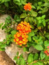 High angle view of flowering plants