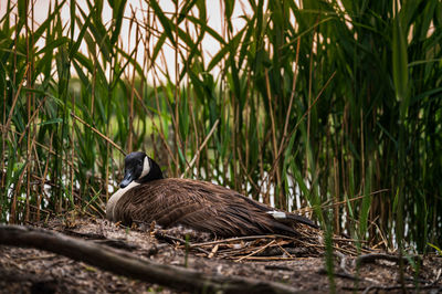 Mother duck on eggs in her nest