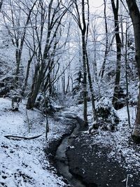 Trees in forest during winter