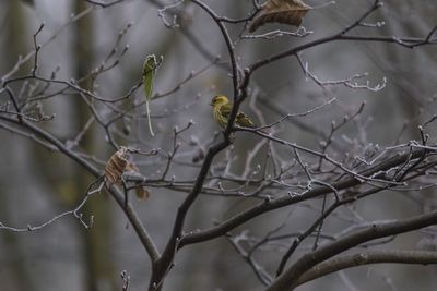 Close-up of bird perching on bare tree during winter