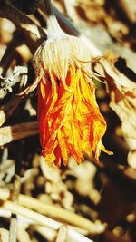 Close-up of dry leaf on plant