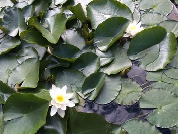 Close-up of flowers blooming outdoors