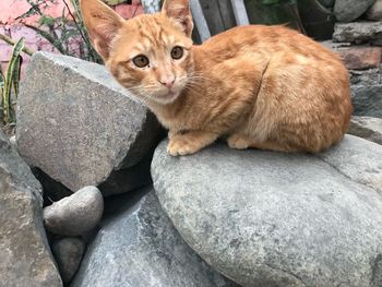 High angle view of cat lying on rock
