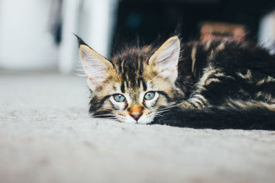 Close-up portrait of cat relaxing on floor