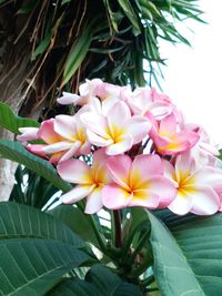 Close-up of frangipani on plant