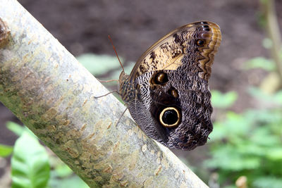 Close-up of butterfly