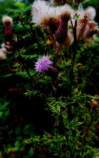 Close-up of pink flower