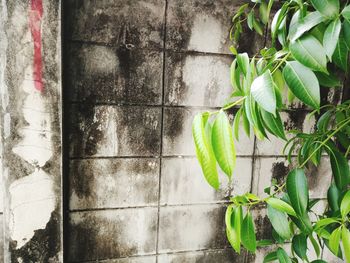 Close-up of potted plant against wall