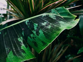 Close-up of leaf