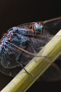 Close-up of insect on leaf