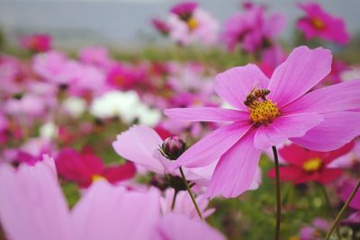 Close-up of pink cosmos flowers blooming outdoors