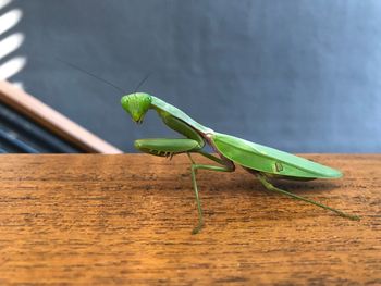 Close-up of insect on leaf against wall