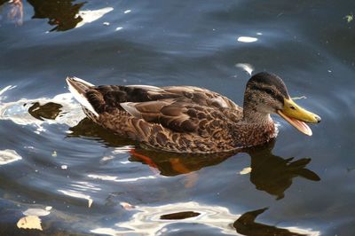 High angle view of mallard duck swimming on lake