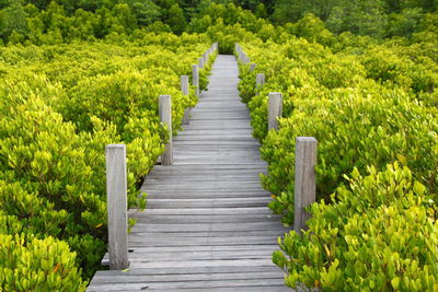 Boardwalk amidst trees in forest