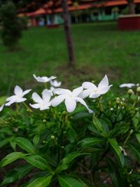 Close-up of white flowers blooming outdoors