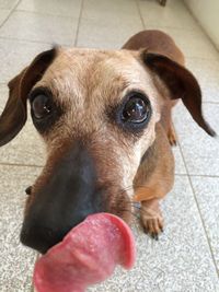 Close-up portrait of dog